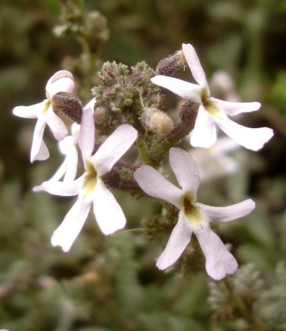 Jamesbrittenia kraussiana flowers